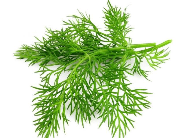 Dill Leaves – each