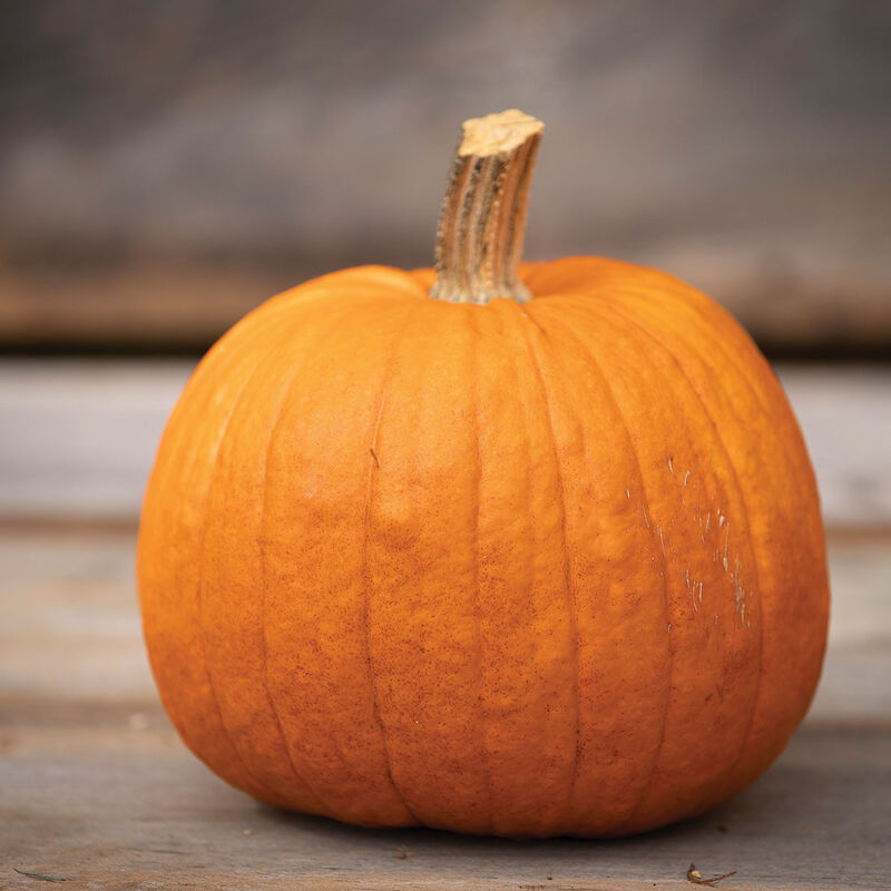 Bay pumkin round - per lb