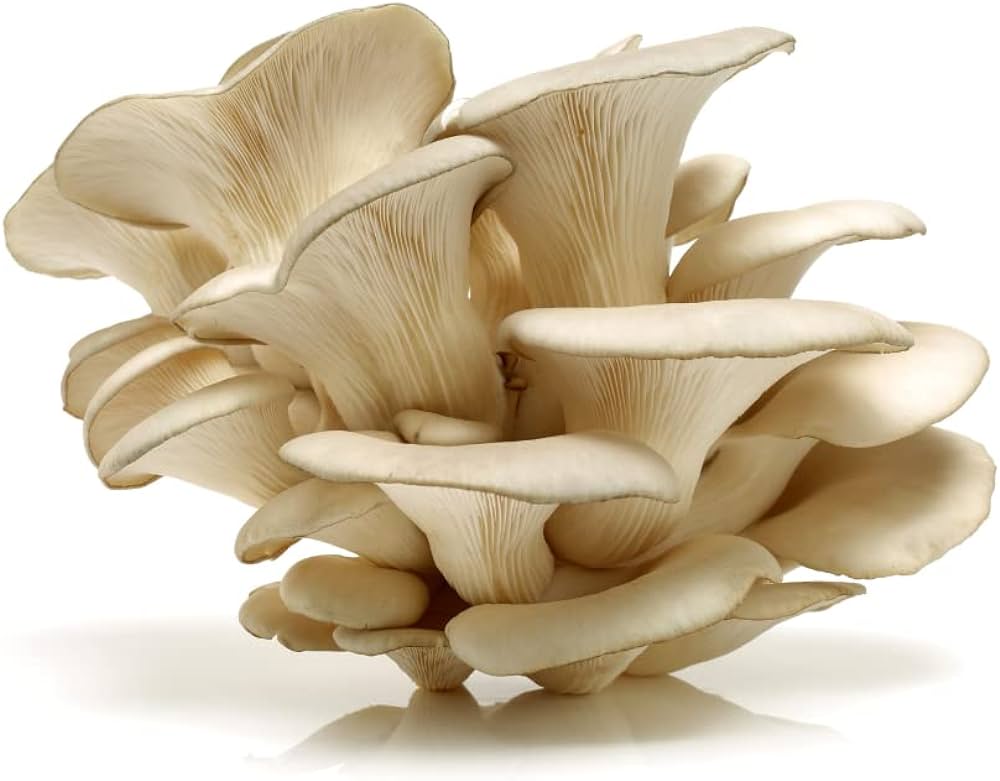 Oyster Mushroom - per lb